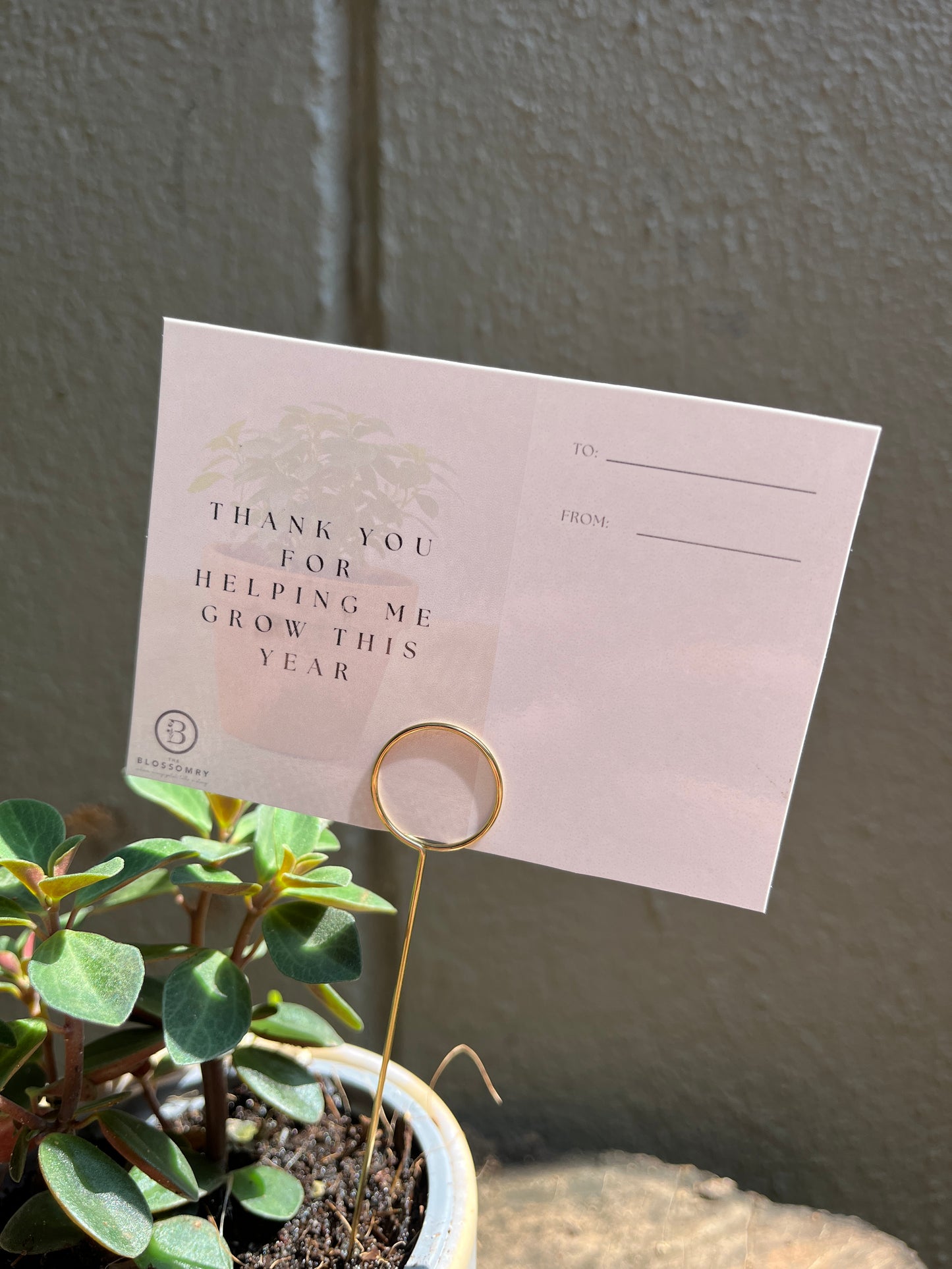 Year-end gift | mini indoor plant pot