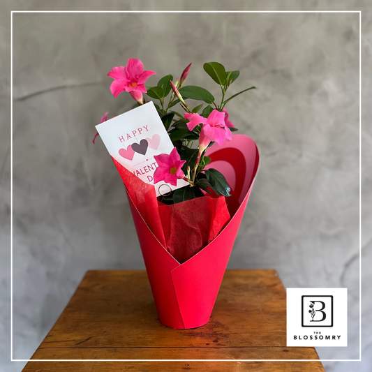 Sweetheart Bloom | Plant with card