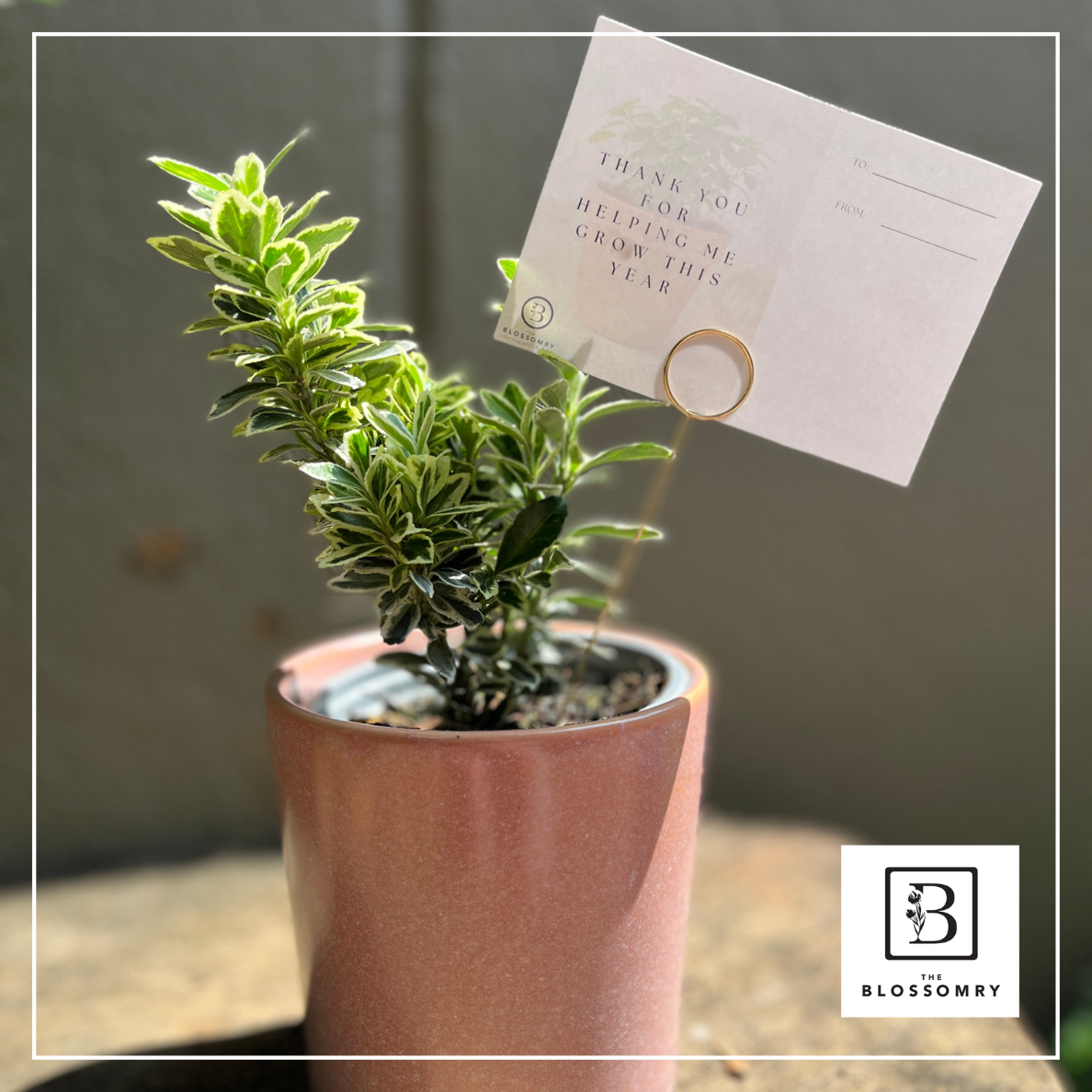 Year-end gift | mini indoor plant pot