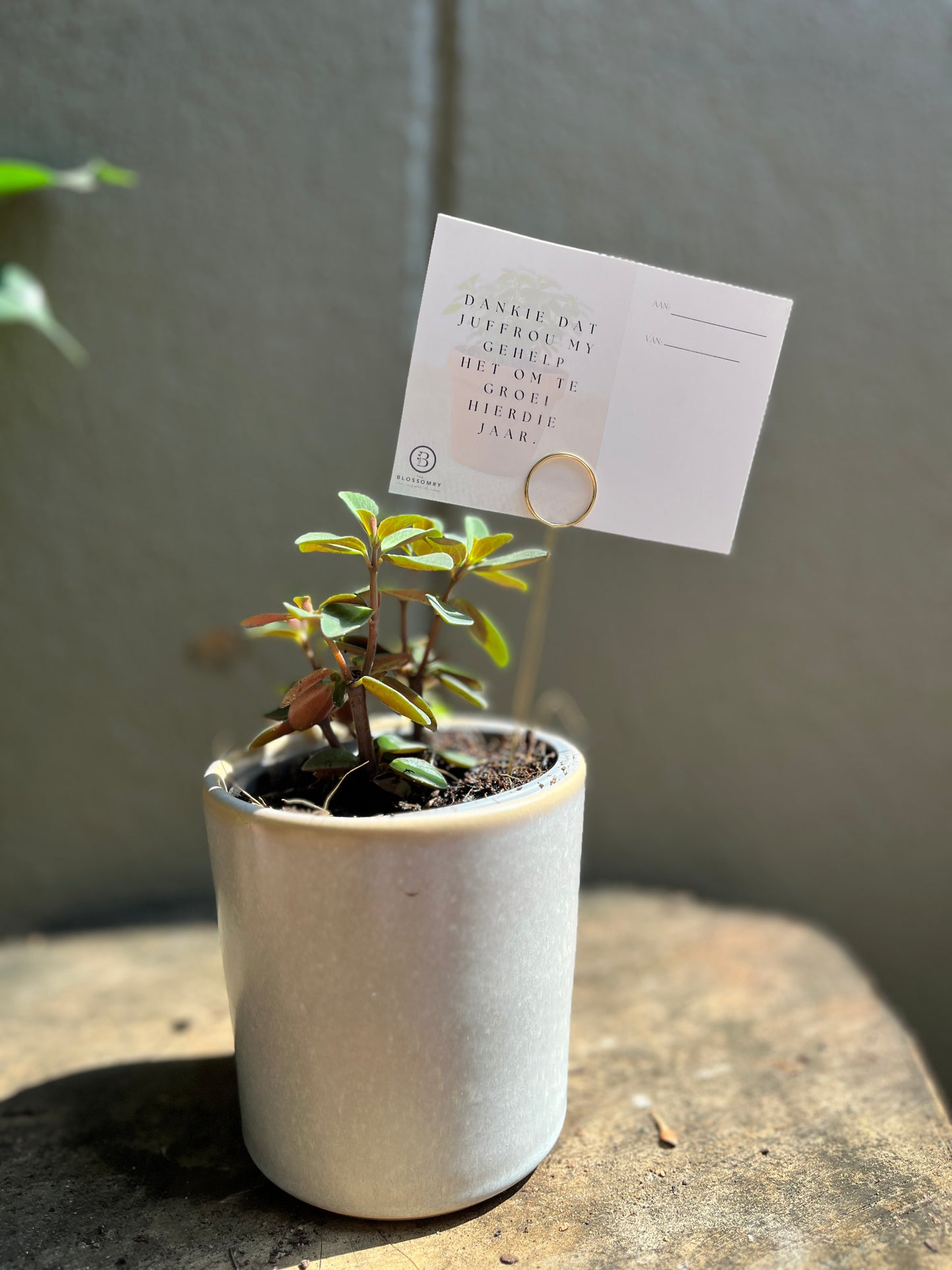 Year-end gift | mini indoor plant pot