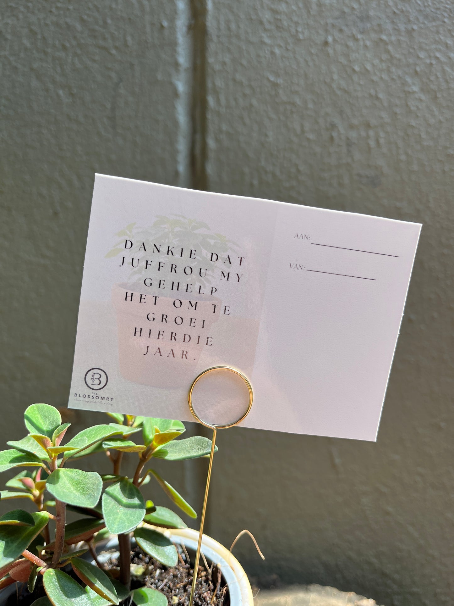 Year-end gift | mini indoor plant pot