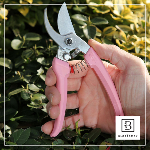 Pruning Sheers